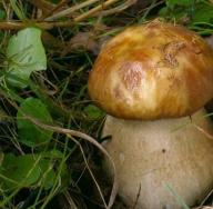 Не ешь поганку: сервис для распознавания грибов по фотографии